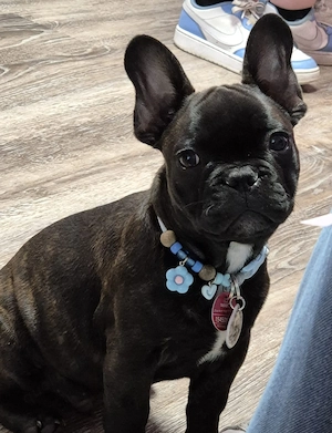 Französische Bulldogge Rüde 15 Wochen alt