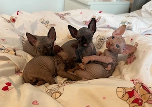 Sphynx-Kätzchen suchen ein neues Zuhause. 