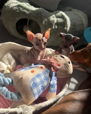 Sphynx-Kätzchen suchen ein neues Zuhause. 
