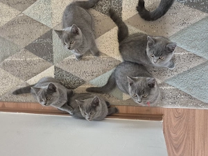 BKH reinrassing Katzenbabys suchen liebevolles Zuhause 