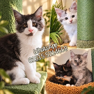 Die letzten 4 Traum Maine Coon Kitten 