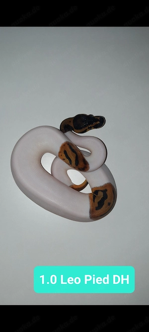 Königspython Leopard Axanthic (TSK) Clown Pied 