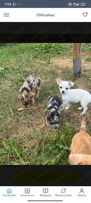 kleine Chihuahua Welpen ab sofort 