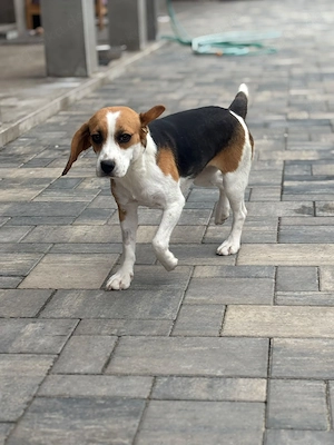 *LUNA* ein ganz besonderes Mädchen sucht ihr Für-immer-Zuhause, das ihr Sicherheit und Liebe gibt