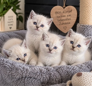 BKH Kitten reinrassig