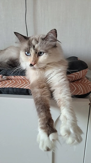 Neva masquarade sibirische weiblich tortie mit Stammbaum 