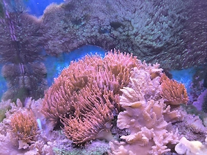 Meerwasser Aquarium komplett