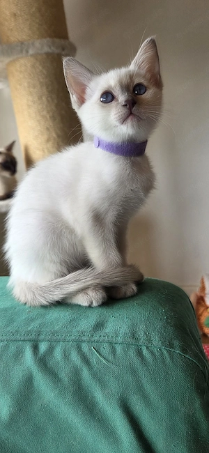 Siamkitten Thaikitten Lilac und Chocolate Point 