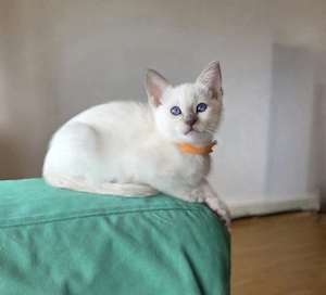 Siamkitten Thaikitten Lilac und Chocolate Point 