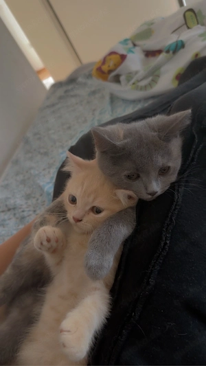 Coco & Nala suchen ein neues zuhause 