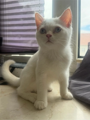    Zwei süße Kater suchen ein liebevolles Zuhause   