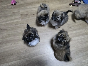 dem kleine Welpen Prinz pukinezen  sucht neues Familien 