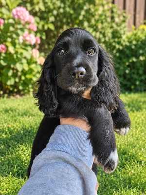 English Cocker Spaniel Welpe Rüde 15 Wochen Geimpft Gechippt Entwurmt EU Heimtierausweis