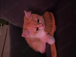 BKH Kitten Mädchen 4 Monate alt abzugeben 