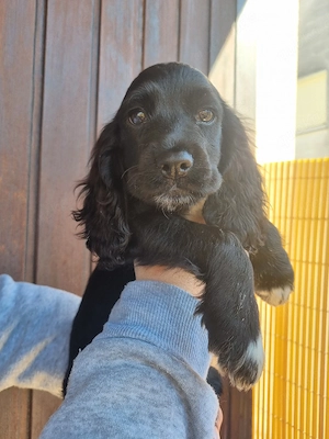 Cocker Spaniel Welpe 14 Wochen Rüde geimpft gechippt entwurmt Gesundheitszeugnis EU Heimtierausweis 