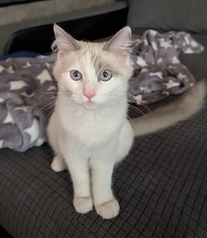 Ragdoll Kitten w auszugsbereit 