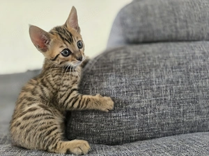 Savannah-Bengal Kätzchen zu verkaufen 