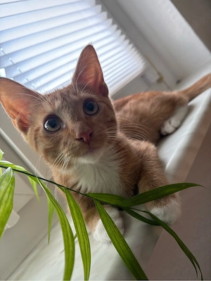 Kleiner Kater Sammy