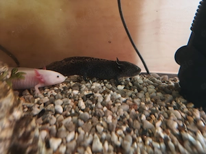 Axolotl Mexicanum 
