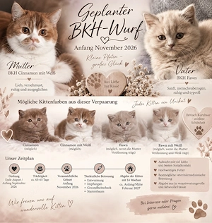 wurfplanung Traumhafter BKH Kitten