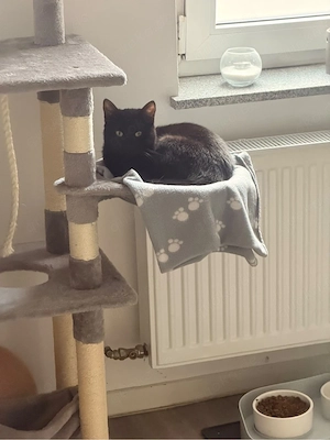 blacky zu vermitteln ca 1 jahr 