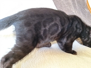 Noch zwei exzellente, reinrassige Bengal Jungs mit Stammbaum + Gesundheitszeugnis 