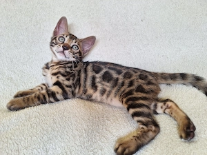 Exzellente, reinrassige Bengal Kitten mit Stammbaum und Gesundheitszeugnis 