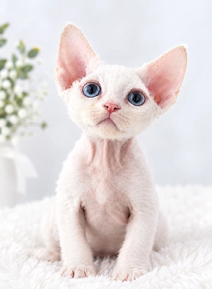 Devon Rex Junge