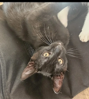 Kleiner Kater in samt schwarz