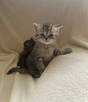 B K H  - Tabby  dürfen bald ausziehen