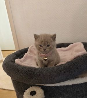 Traumhafte BKH-Kitten (Lilac   & Blue  ) 