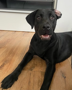 Labradorhündin