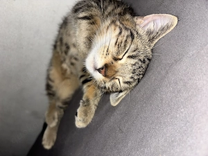 Baby Katze hauskatze