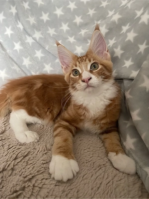 Süßer Maine Coon Schnucki 