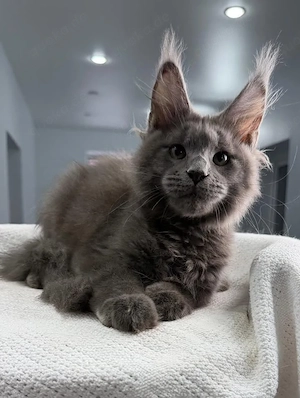 Wunderschöne Maine-Coon-Kätzchen  Liebevolle, flauschige und verspielte Begleiter.