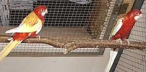 1.1 Rosellas Rubino