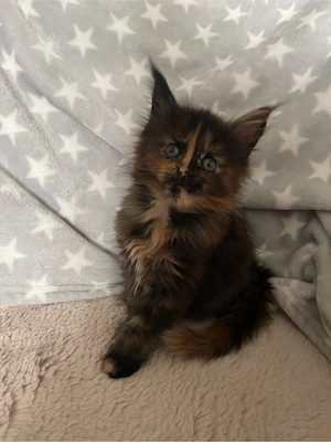 Außerhewöhnliche Maine Coon Prinzessin