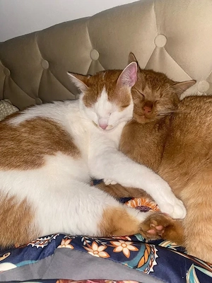 dringend: Katzenpärchen Simba und Nelu verlieren wegen Umzug ihr Zuhause