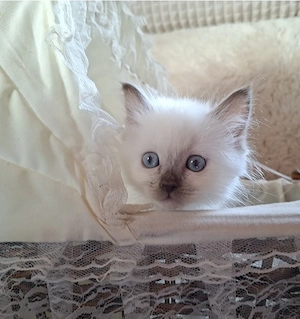 Heilige Birma Kitten
