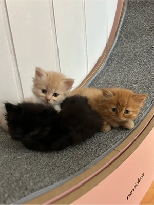 Rasse trifft Rasse   Maine Coon XXL - Britisch Langhaar