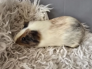 Meerschweinchen Babys Mädchen abzugeben 