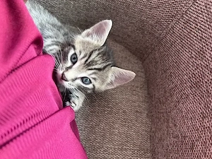 babykatzen 