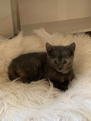 Kitten Kätzchen Hauskatze