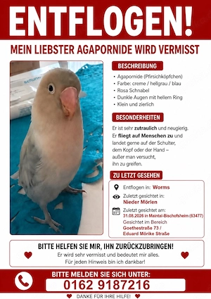 vogel agapornid vermisst gesucht maintal