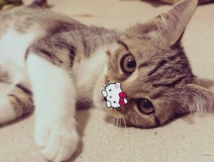 Babykatze 13 Wochen alt