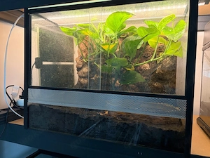 Schmuckhornfrosch C. cranwelli + Terrarium