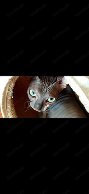 Don Spynx Kater 