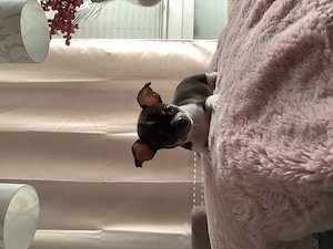 Chihuahua Welpe Mini Rüde 
