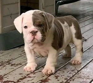 Englische Bulldoggen-Welpen zu verkaufen