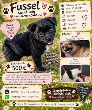 Fussel sucht eine neue liebevolle Familie 